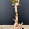 Mounted greenling on a natural twig