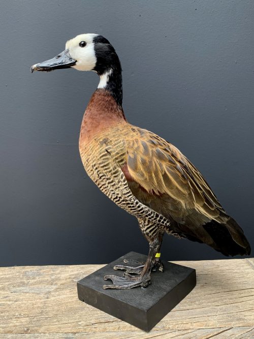 Taxidermy whistlingduck