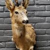 Taxidermy head of an old strong roebuck in winter coat