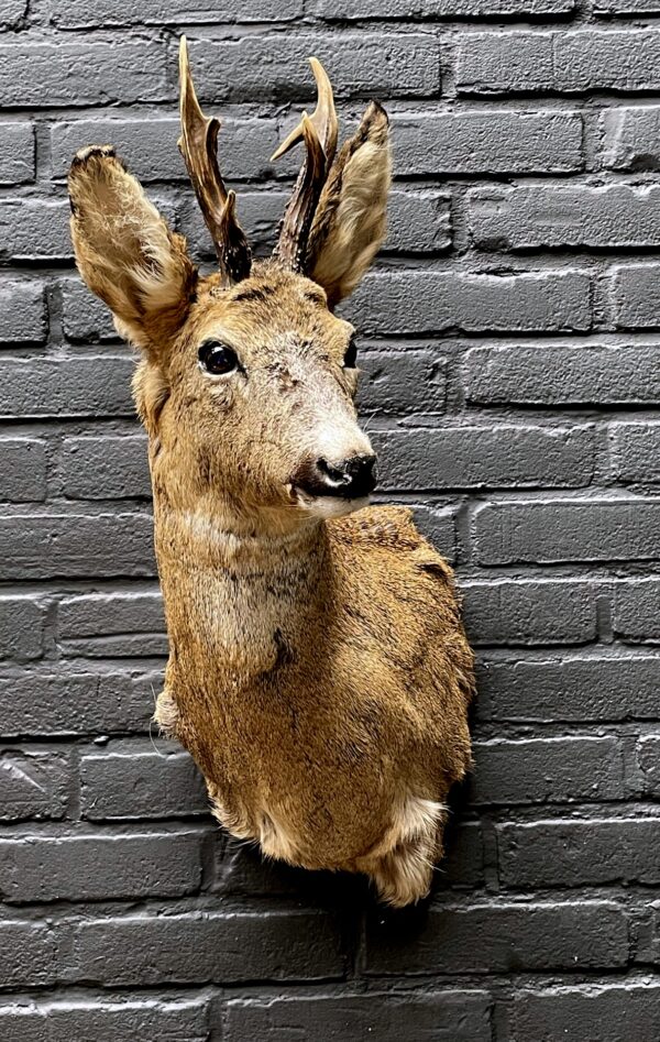 Mounted head of a roebuck in winter coat