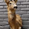 Mounted head of a roebuck in winter coat