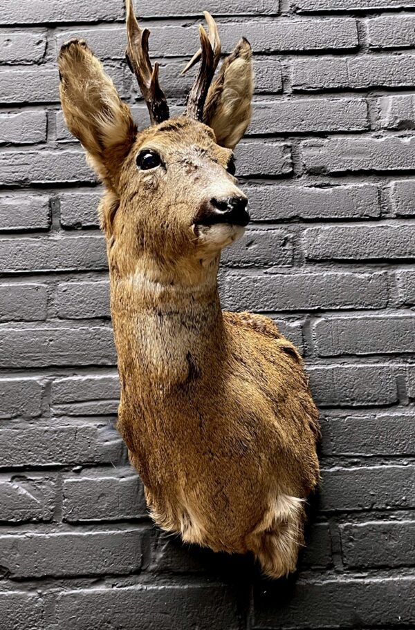 Mounted head of a roebuck in winter coat