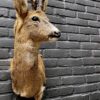 Mounted head of a roebuck in winter coat