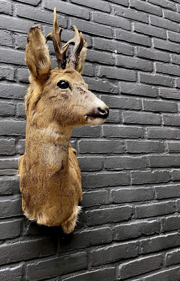 Mounted head of a roebuck in winter coat