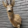 Mounted head of a roebuck in winter coat