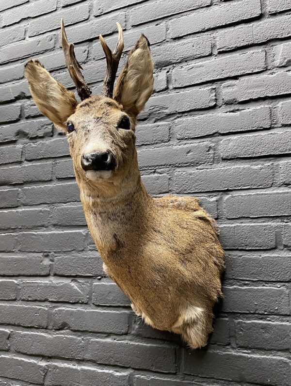 Mounted head of a roebuck in winter coat