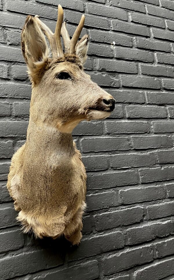 Taxidermy head of an old strong roebuck in winter coat