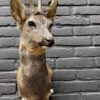 Taxidermy head of an old strong roebuck in winter coat