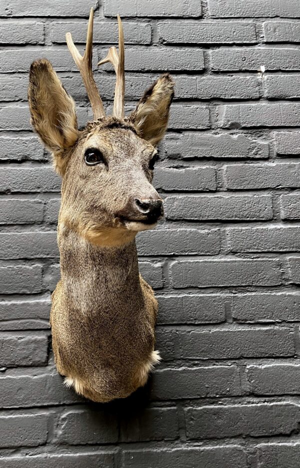 Mounted head of a roebuck in winter coat