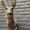 Mounted head of a roebuck in winter coat