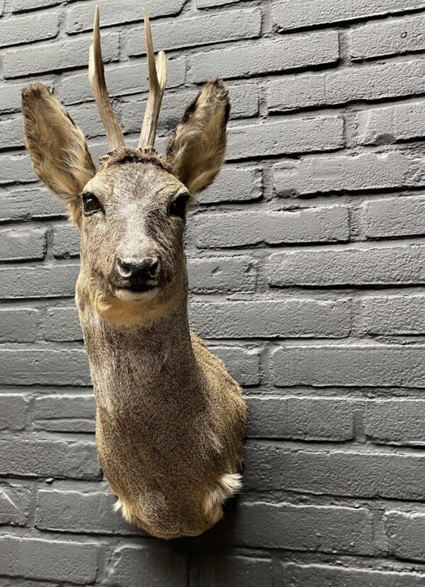 Mounted head of a roebuck in winter coat