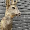 Mounted head of a roebuck in winter coat