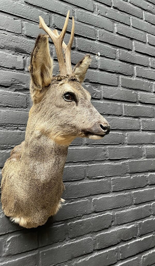 Mounted head of a roebuck in winter coat