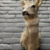 Taxidermy head of a roebuck in winter coat