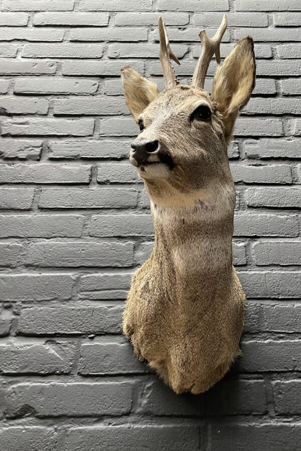 Taxidermy head of a roebuck in winter coat