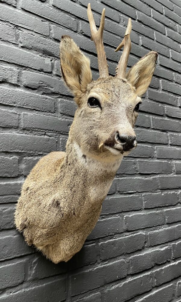 Taxidermy head of a roebuck in winter coat