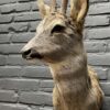 Taxidermy head of a roebuck in winter coat