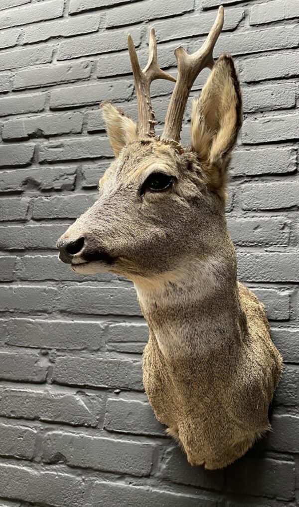 Taxidermy head of a roebuck in winter coat