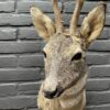 Taxidermy head of a roebuck in winter coat