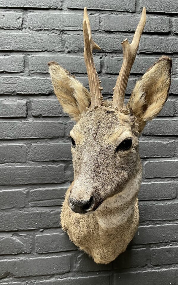 Taxidermy head of a roebuck in winter coat