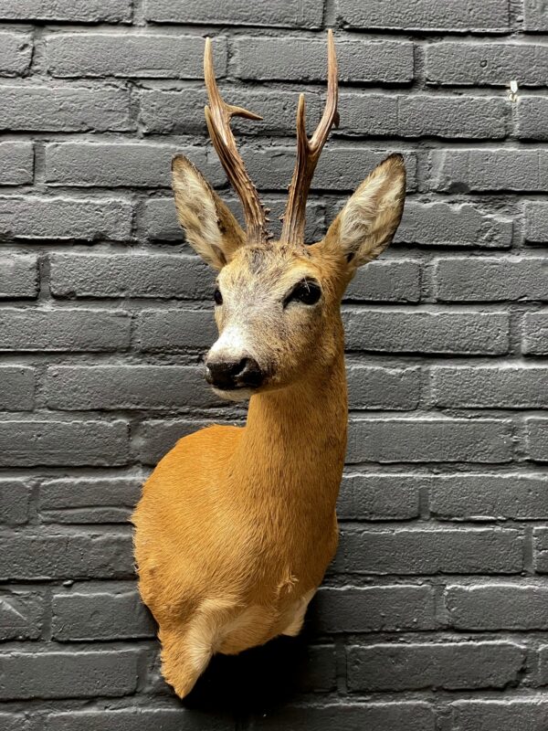 Large stuffed roebuck in red summer hair