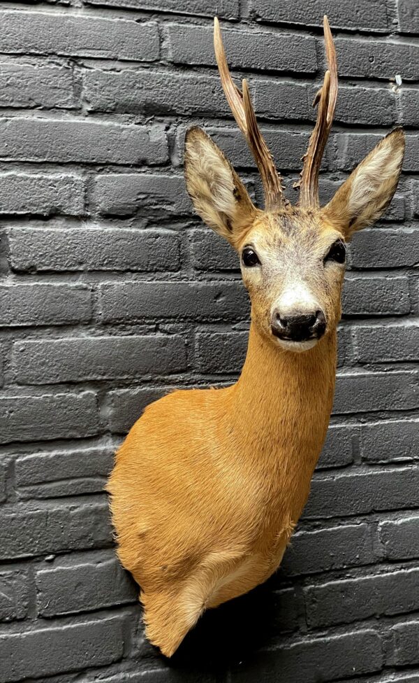 Large stuffed roebuck in red summer hair