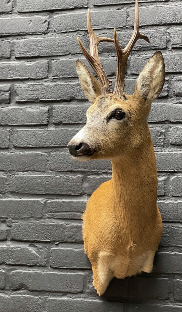 Large stuffed roebuck in red summer hair