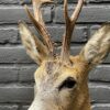 Large stuffed roebuck in red summer hair