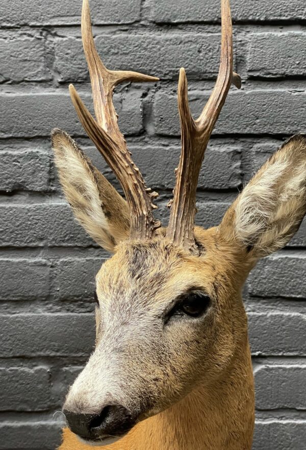 Large stuffed roebuck in red summer hair