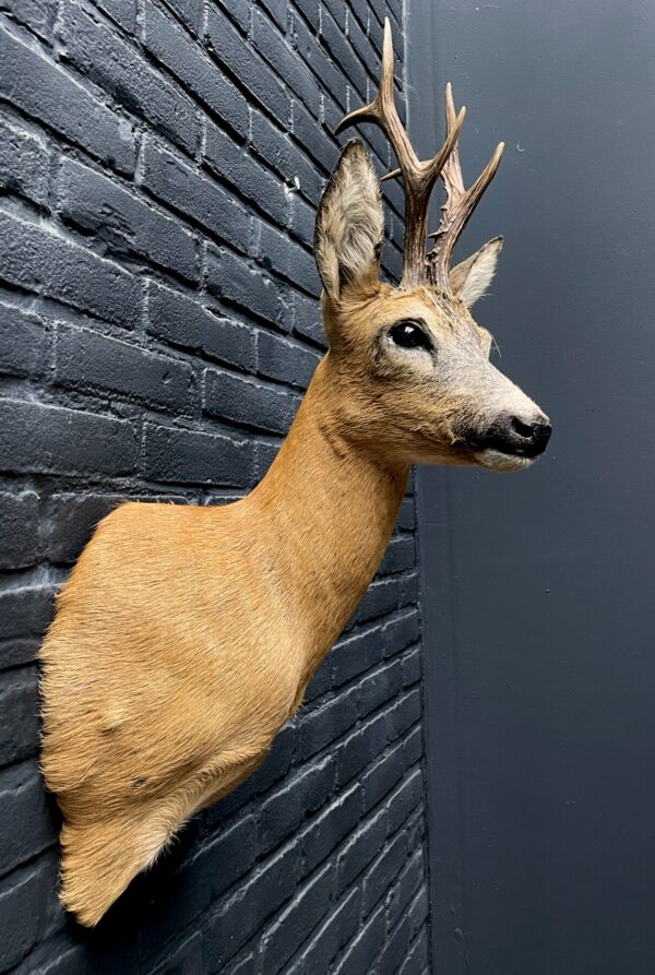 Large stuffed roebuck in red summer hair