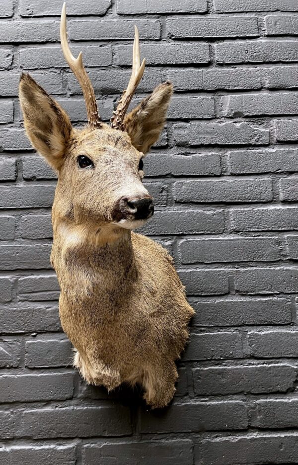 Mounted head of a roebuck in winter coat