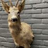 Mounted head of a roebuck in winter coat