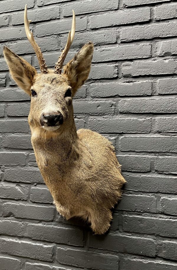 Mounted head of a roebuck in winter coat