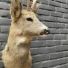 Mounted head of a roebuck in winter coat