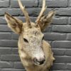 Mounted head of a roebuck in winter coat