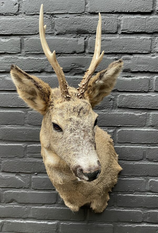 Mounted head of a roebuck in winter coat