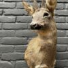 Mounted head of a roebuck in winter coat