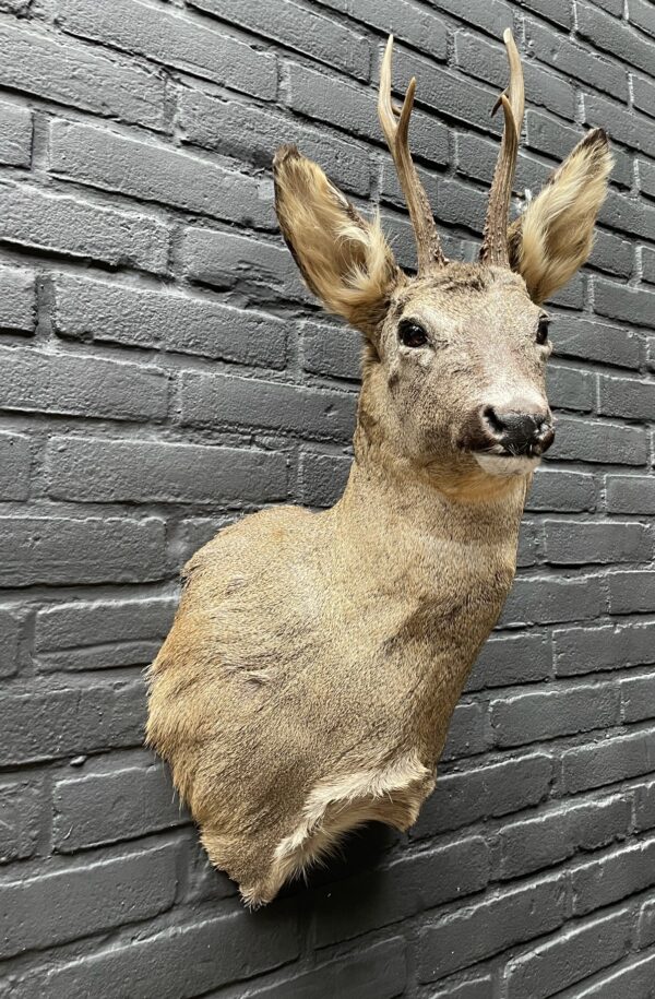 Mounted head of a roebuck in winter coat