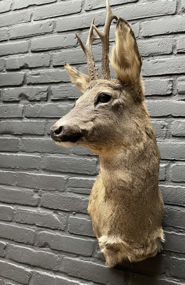 Mounted head of a roebuck in winter coat