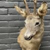 Mounted head of a roebuck in winter coat