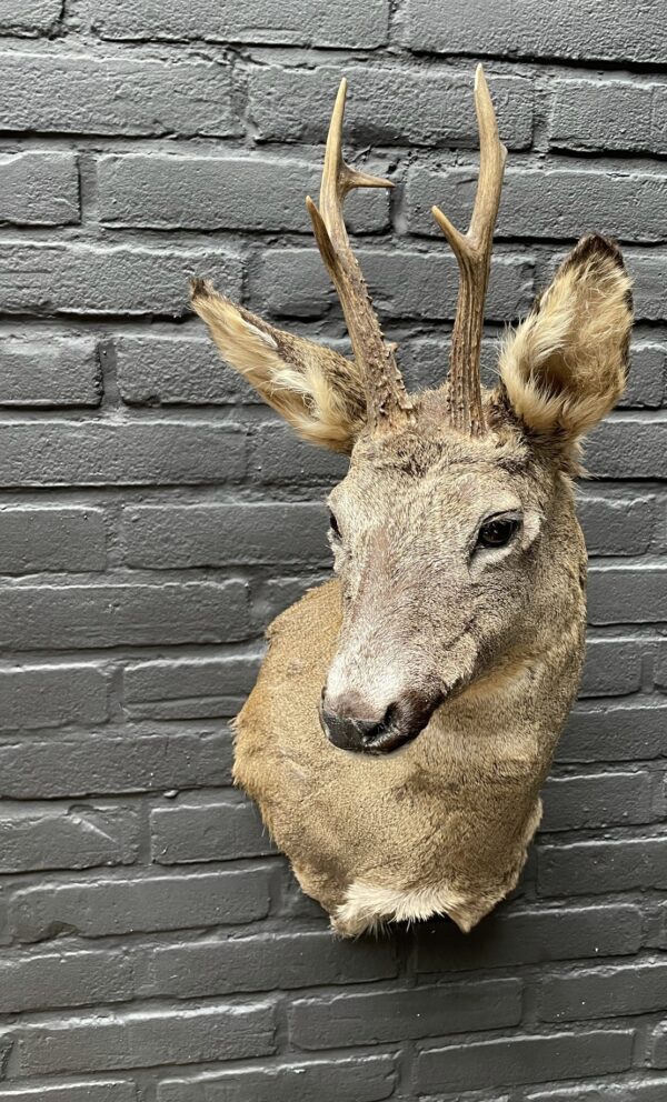 Mounted head of a roebuck in winter coat