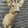 Mounted head of a roebuck in winter coat