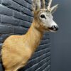 Mounted head of a roebuck in winter coat