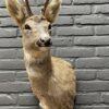 Head of a roebuck