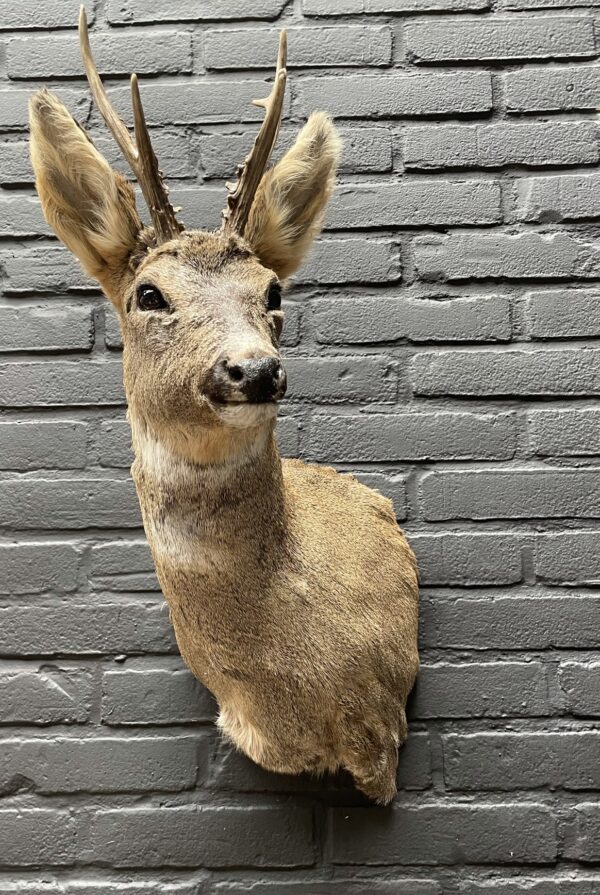 Roebuck head