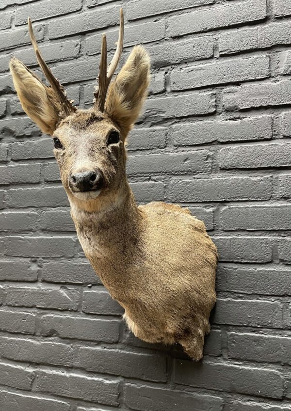 Roebuck head