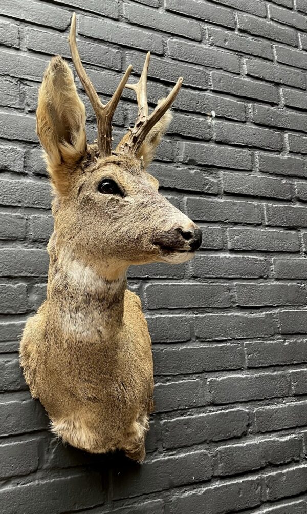 Roebuck head