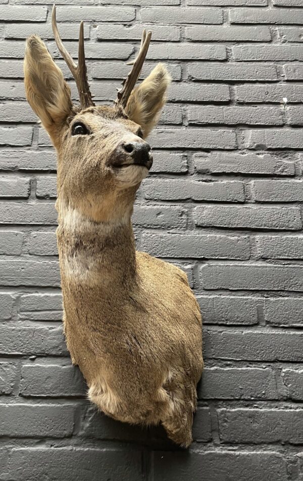 Roebuck head