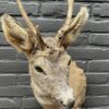 Roebuck head