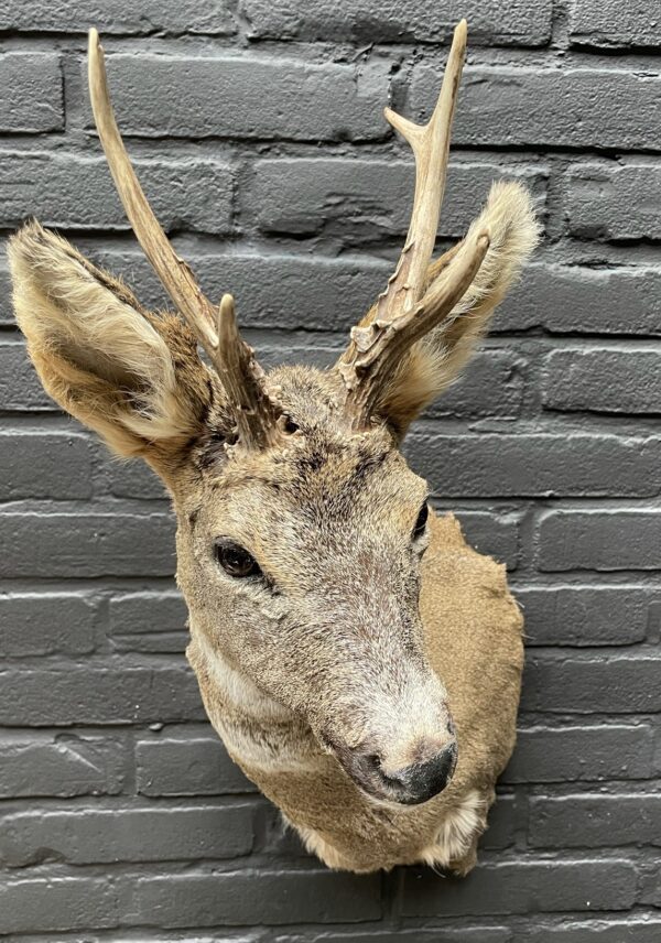 Roebuck head